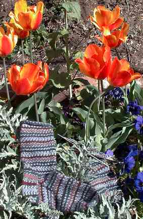 Regia socks in the garden